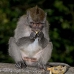 monkey_macaque_balinese_mf_ubud_v_1207_bal4925.jpg